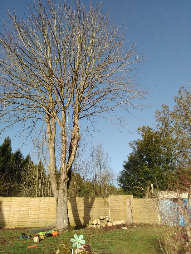 elagage abattage Chamigny 77260